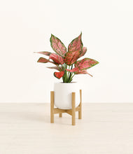 Load image into Gallery viewer, White stand:bamboo