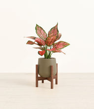 Load image into Gallery viewer, Olive stand:walnut