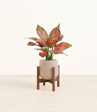 Load image into Gallery viewer, Eternal Gray stand:walnut