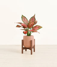 Load image into Gallery viewer, Calm Rose stand:walnut