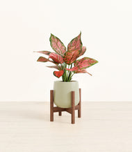 Load image into Gallery viewer, Turquoise stand:walnut