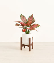 Load image into Gallery viewer, White stand:walnut