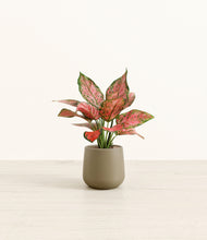 Load image into Gallery viewer, Olive*****Profile