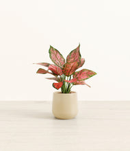 Load image into Gallery viewer, Almond Green*****Profile