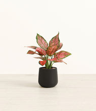 Load image into Gallery viewer, Black*****Profile