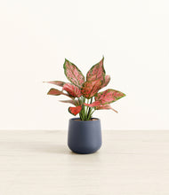 Load image into Gallery viewer, Deep Navy*****Profile