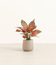 Load image into Gallery viewer, Eternal Gray*****Profile