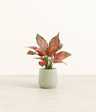 Load image into Gallery viewer, Turquoise*****Profile