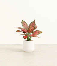 Load image into Gallery viewer, White*****Profile