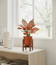 Load image into Gallery viewer, Earth Red stand:walnut