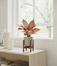 Load image into Gallery viewer, Sage Green stand:walnut