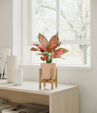 Load image into Gallery viewer, Sandy Pink stand:bamboo