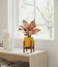 Load image into Gallery viewer, Sunset Orange stand:walnut