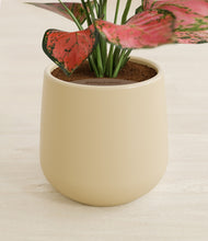 Load image into Gallery viewer, Almond Green stand:all