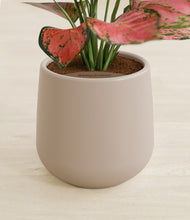 Load image into Gallery viewer, Eternal Gray stand:all