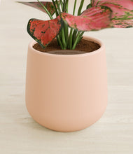 Load image into Gallery viewer, Gentle Pink stand:all