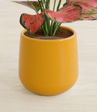 Load image into Gallery viewer, Mustard stand:all