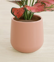 Load image into Gallery viewer, Calm Rose stand:all