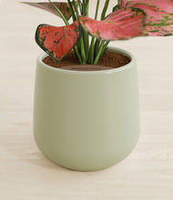 Load image into Gallery viewer, Turquoise stand:all