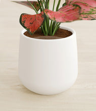 Load image into Gallery viewer, White stand:all