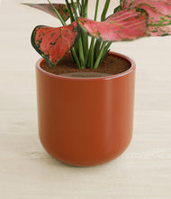 Load image into Gallery viewer, Earth Red stand:all