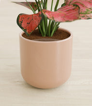 Load image into Gallery viewer, Glossy Pink stand:all