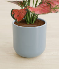 Load image into Gallery viewer, Misty Blue stand:all