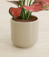 Load image into Gallery viewer, Sage Green stand:all