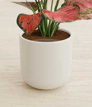 Load image into Gallery viewer, Cotton White stand:all