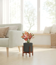 Load image into Gallery viewer, Dark Olive stand:walnut