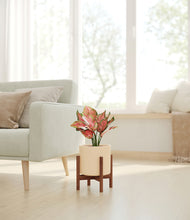 Load image into Gallery viewer, Cream stand:walnut