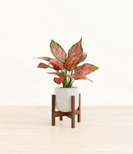 Load image into Gallery viewer, Hammered Ivory stand:walnut