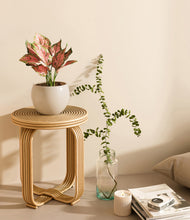 Load image into Gallery viewer, Shiny EggWhite