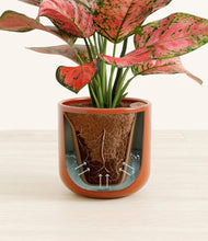 Load image into Gallery viewer, Glossy Red stand:all