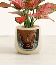 Load image into Gallery viewer, Almond Green stand:all