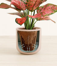 Load image into Gallery viewer, Sandy Pink stand:all