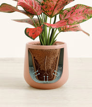 Load image into Gallery viewer, Calm Rose stand:all