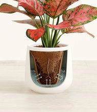 Load image into Gallery viewer, White stand:all