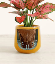 Load image into Gallery viewer, Mustard stand:all