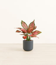 Load image into Gallery viewer, Iron Gray*****Profile