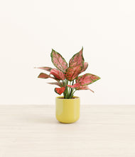 Load image into Gallery viewer, Key Lime Yellow*****Profile