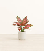 Load image into Gallery viewer, Cotton White*****Profile