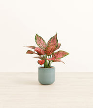 Load image into Gallery viewer, Reactive Aqua*****Profile