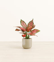 Load image into Gallery viewer, Sage Green*****Profile