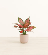 Load image into Gallery viewer, Sandy Pink*****Profile