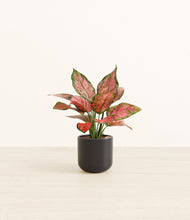 Load image into Gallery viewer, Stone Black*****Profile