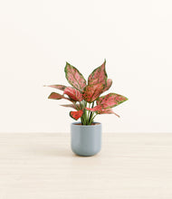 Load image into Gallery viewer, Misty Blue*****Profile