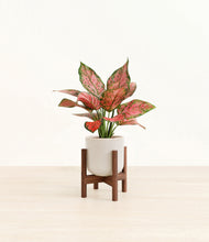 Load image into Gallery viewer, Snowdrift White stand:walnut