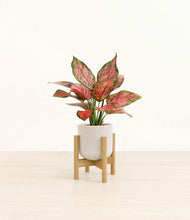 Load image into Gallery viewer, Snowdrift White stand:bamboo