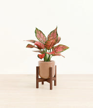 Load image into Gallery viewer, Hammered Peach Pink stand:walnut